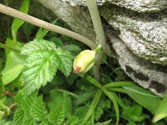 Podophyllum hexandrum