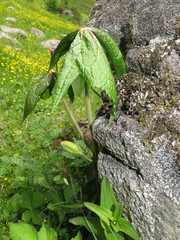 Podophyllum hexandrum