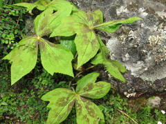 Podophyllum hexandrum
