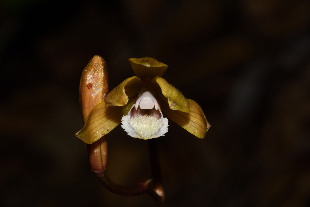Lecanorchis