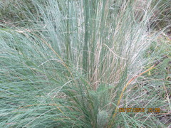 Elymus elymoides brevifolius