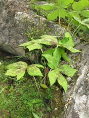 Podophyllum hexandrum