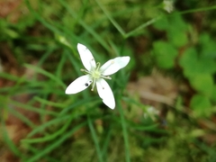 Moehringia