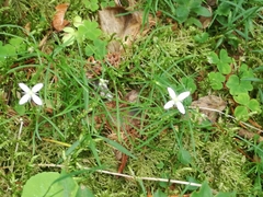Moehringia