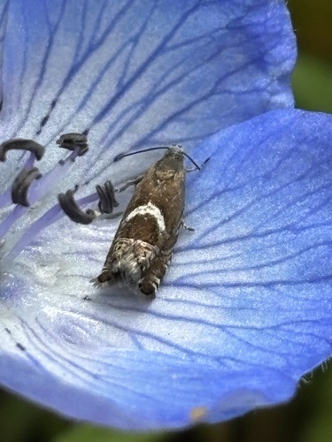 iNaturalist observation photo of Olethreutine Leafroller Moths