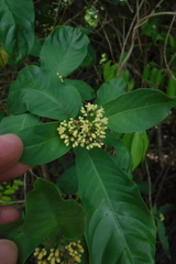 Palicourea pubescens