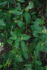 Palicourea pubescens