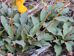 Calceolaria polyrhiza, photograph (c) Nicolas Olejnik, some rights reserved (CC BY)
