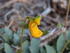 Calceolaria polyrhiza
