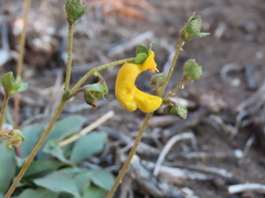 Calceolaria polyrhiza, photograph (c) Nicolas Olejnik, some rights reserved (CC BY)