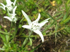Leontopodium