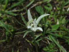 Leontopodium