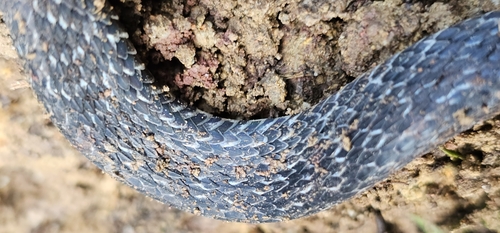 Spotted Coffee Snake
