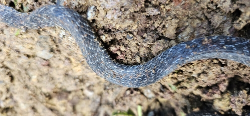Spotted Coffee Snake