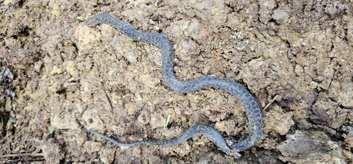 Spotted Coffee Snake