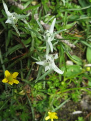 Leontopodium
