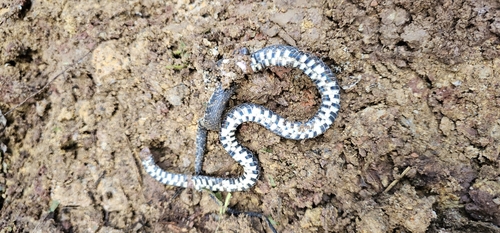 Spotted Coffee Snake