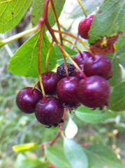 Crataegus rivularis