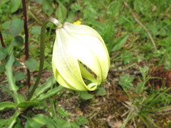 Lilium lophophorum