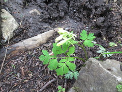 Corydalis ellipticarpa