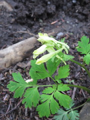 Corydalis ellipticarpa