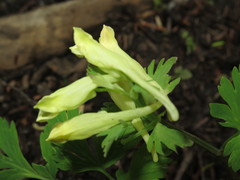Corydalis ellipticarpa