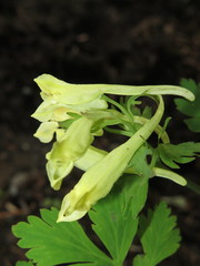 Corydalis ellipticarpa
