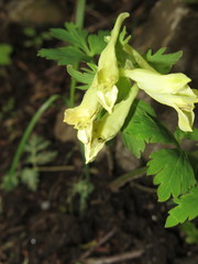 Corydalis ellipticarpa