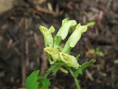 Corydalis ellipticarpa