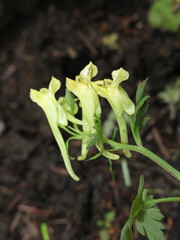 Corydalis ellipticarpa