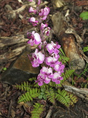 Pedicularis davidii