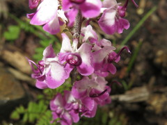 Pedicularis davidii