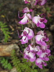 Pedicularis davidii