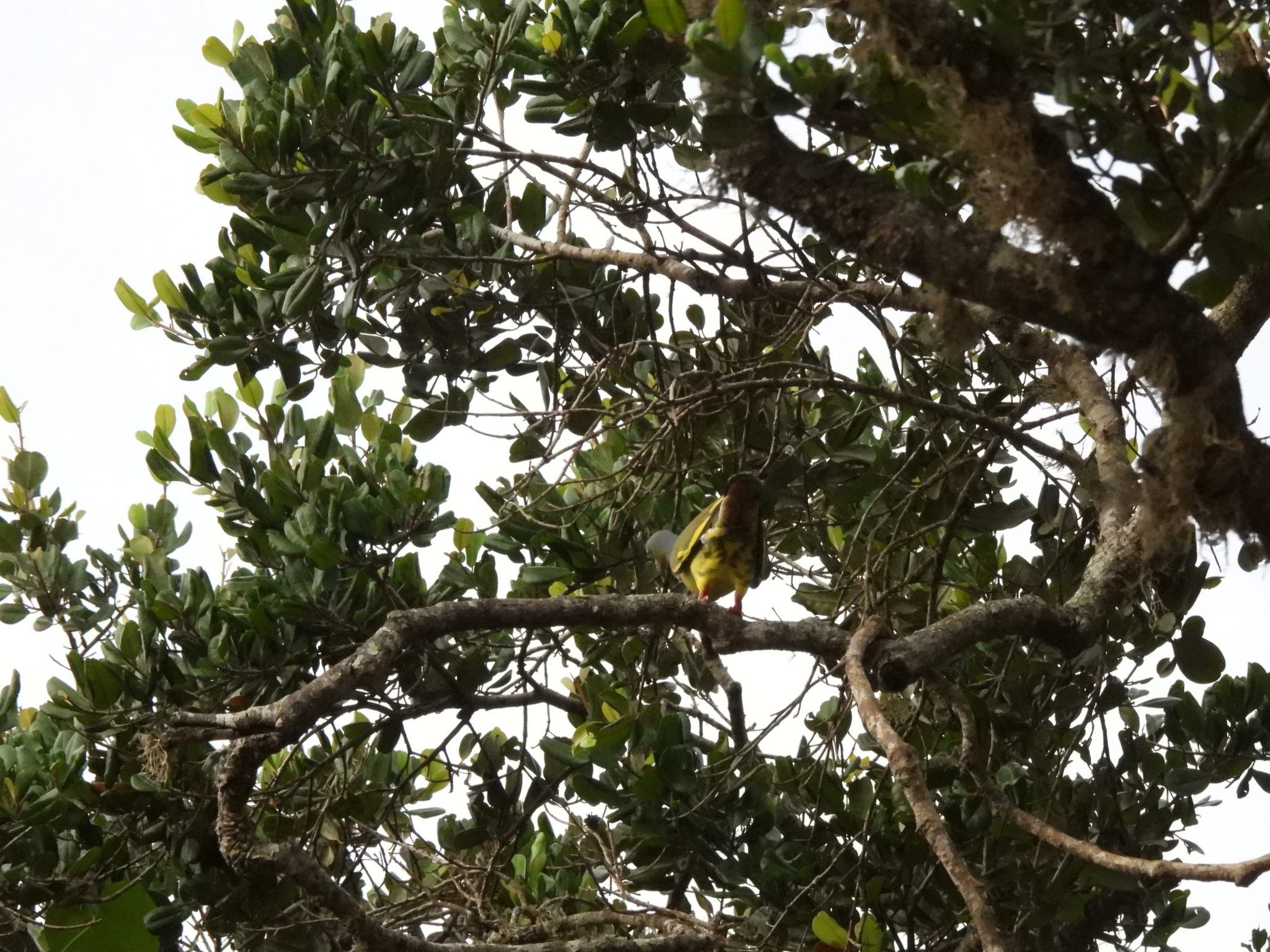 Orange-breasted Green Pigeon