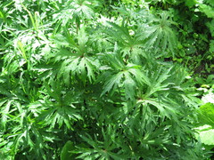 Ligularia przewalskii