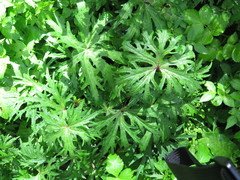 Ligularia przewalskii