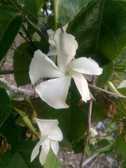 Echites yucatanensis