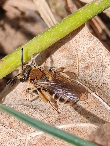 Andrena dorsalis