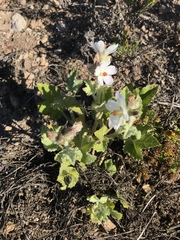 Malacothamnus clementinus