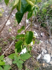 Echites yucatanensis