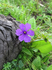 Omphalogramma vinciflorum