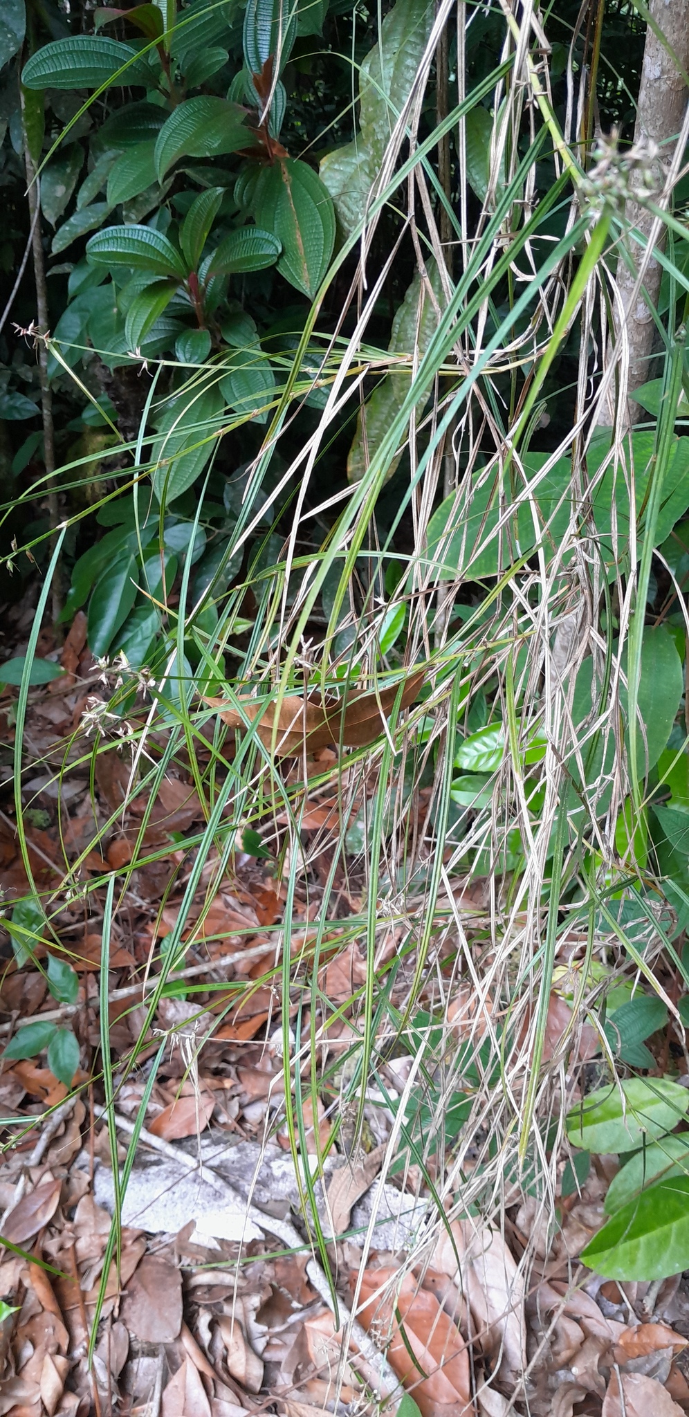 Imagem de Cipó-de-fogo