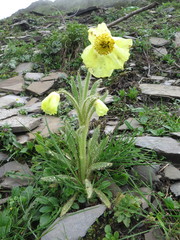 Meconopsis integrifolia