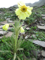 Meconopsis integrifolia
