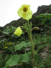 Meconopsis integrifolia