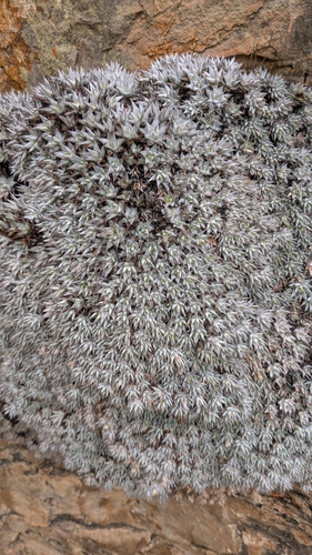 Image of Deuterocohnia brevifolia by no rights reserved