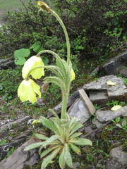 Meconopsis integrifolia