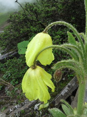 Meconopsis integrifolia