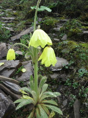 Meconopsis integrifolia