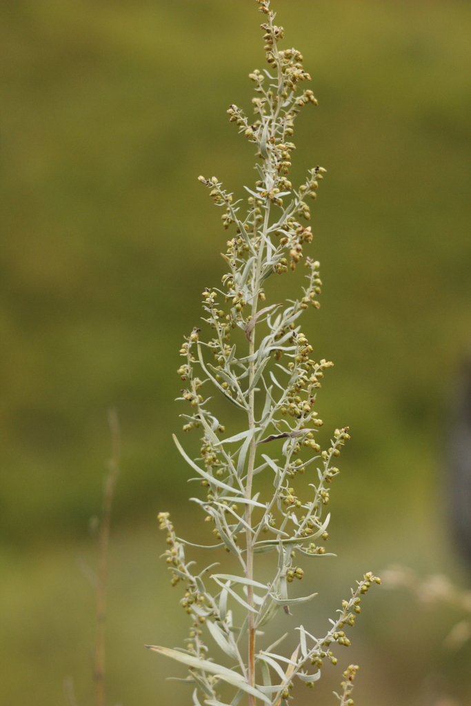 tarragon